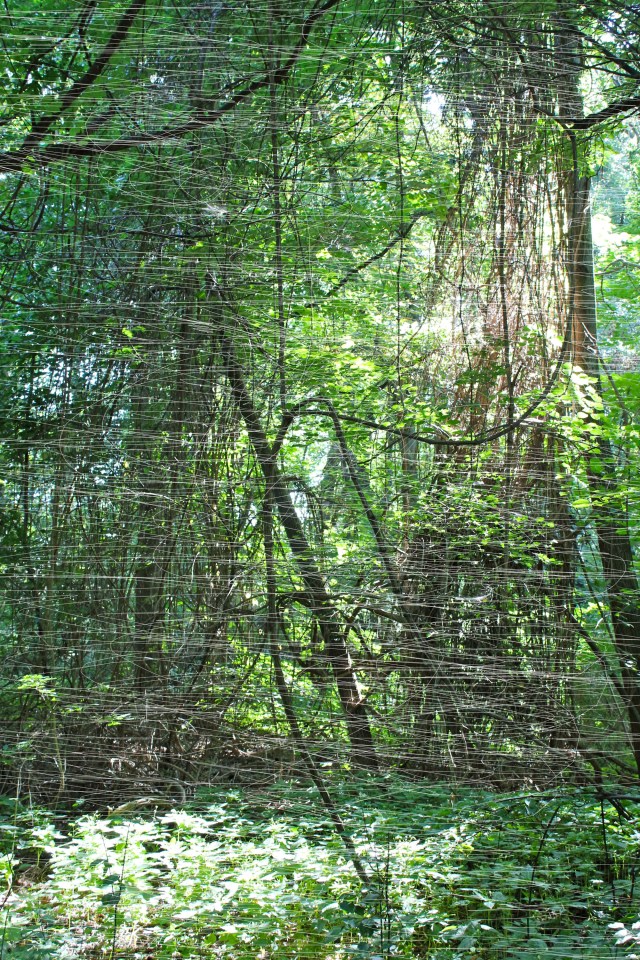 © Wilhelm Roseneder. Wood cut Nr. 15951, 2012. Fotografie/Photography