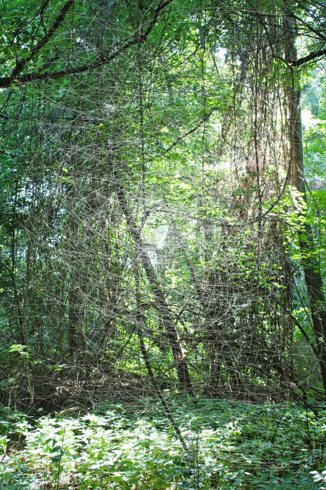 © Wilhelm Roseneder. Wood cut Nr. 1596, 2012. Fotografie/Photography