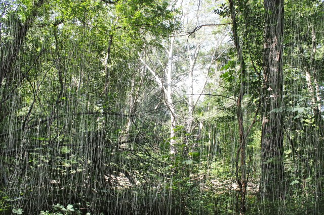 © Wilhelm Roseneder. Wood cut Nr. 15971, 2012. Fotografie/Photography