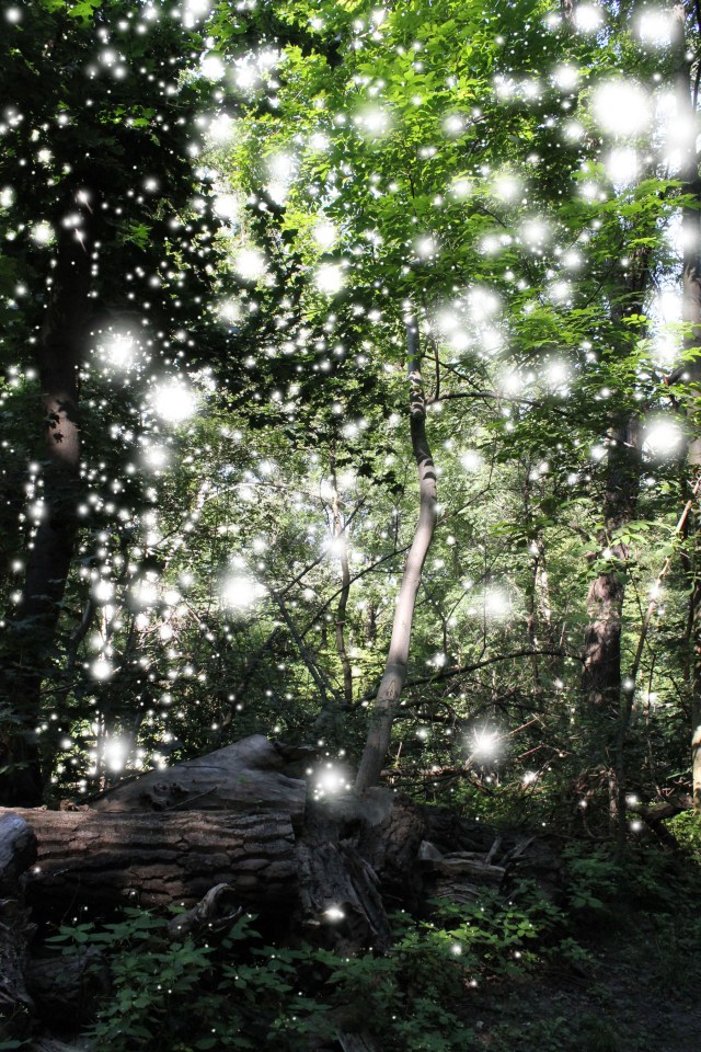 © Wilhelm Roseneder. Light Nr. 15891, 2012. Fotografie/Photography