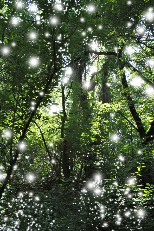 © Wilhelm Roseneder. Light Nr. 15961, 2012. Fotografie/Photography